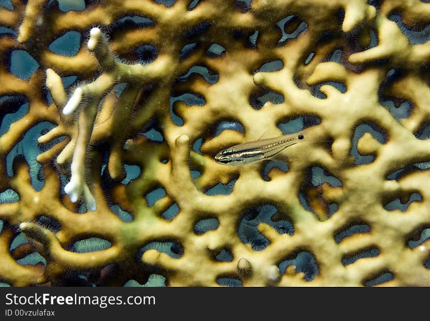 Fiveline cardinalfish in front of net fire coral taken in Middle Garden.