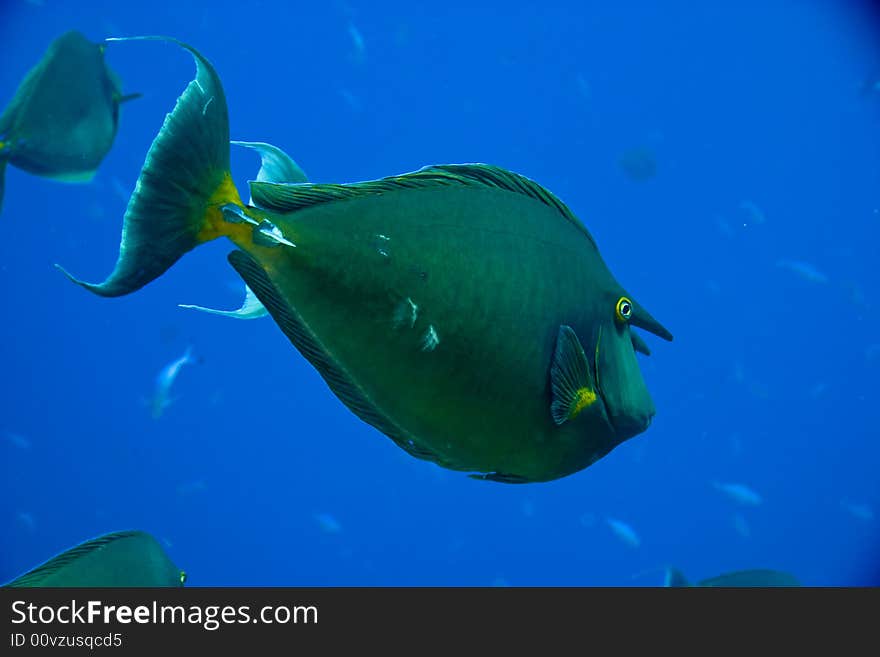 Bluespine unicornfish naso unicornis)