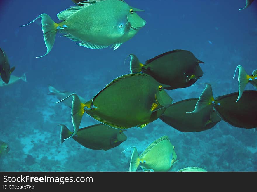 Bluespine unicornfish naso unicornis)