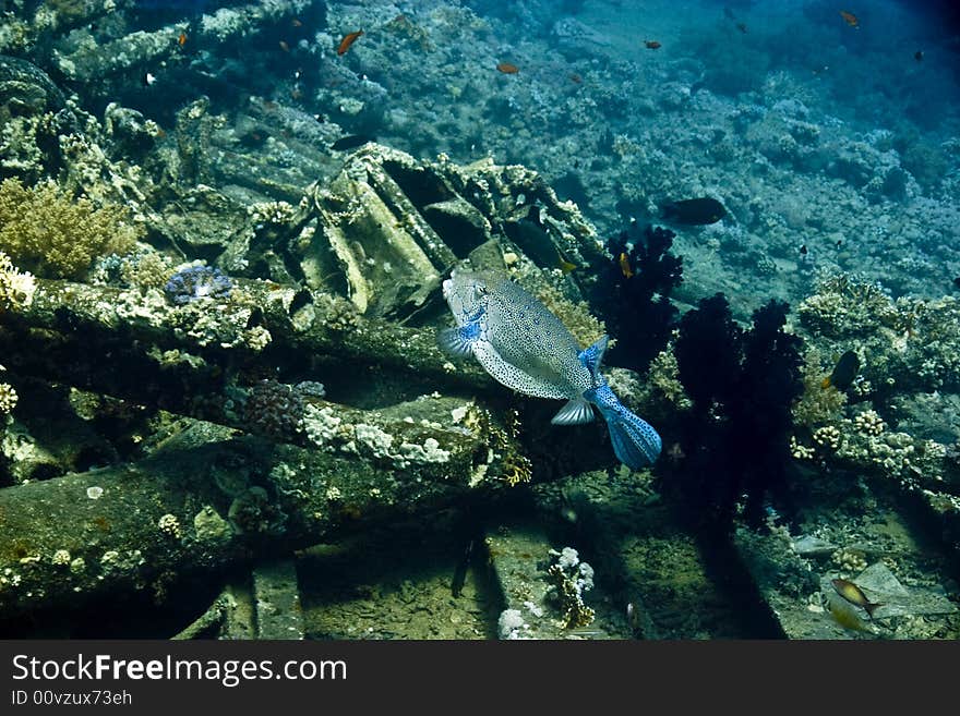 Yellow boxfish (ostracion cubicus)