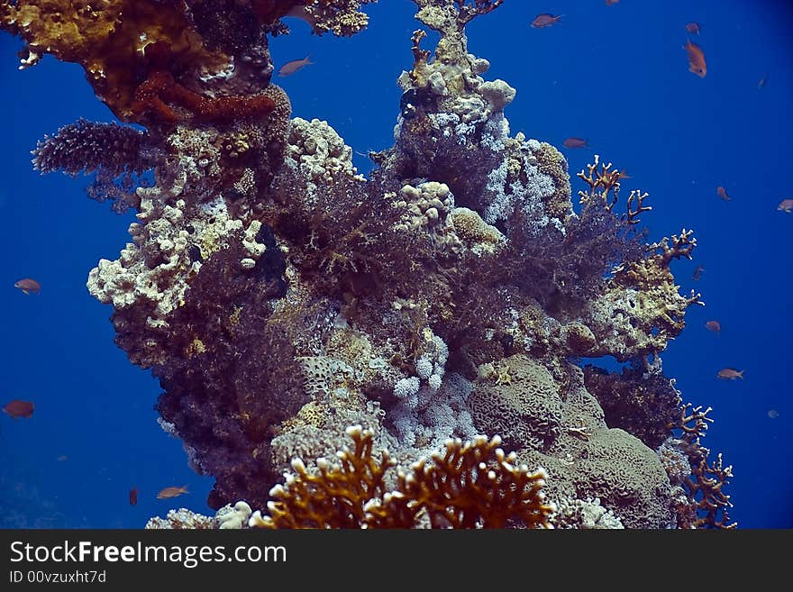 Coral and fish