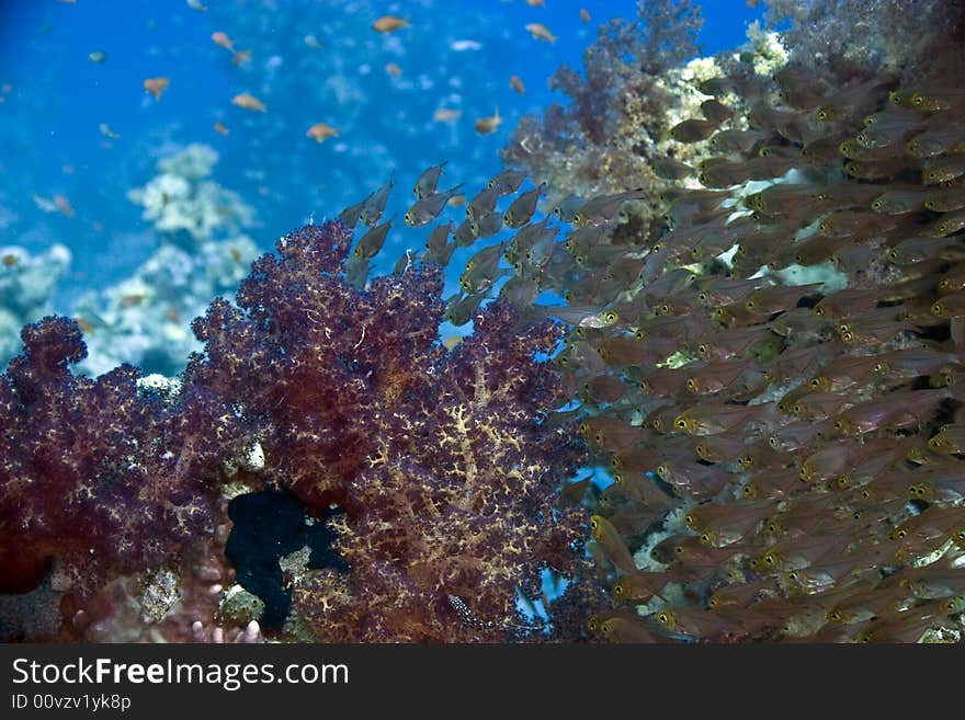 Golden sweepers (parapriacanthus ransonneti)