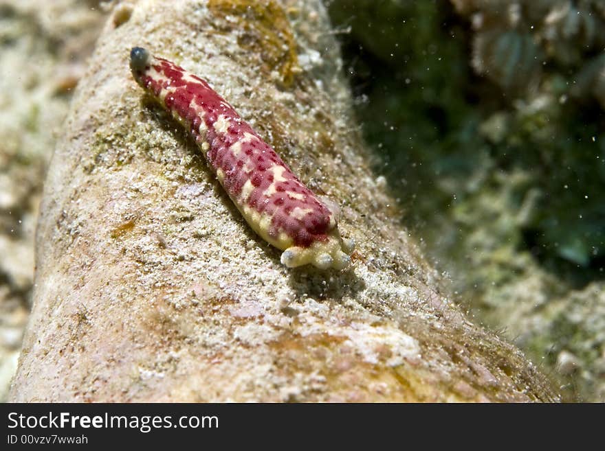 Seastar leg starting all over taken in Middle Garden.