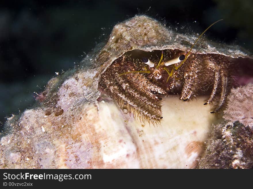 Reef Hermit Crab (dardanus Lagopodes)