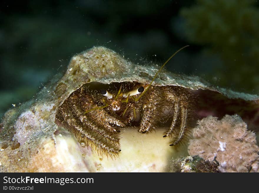 Reef hermit crab (dardanus lagopodes)
 taken in Middle Garden.