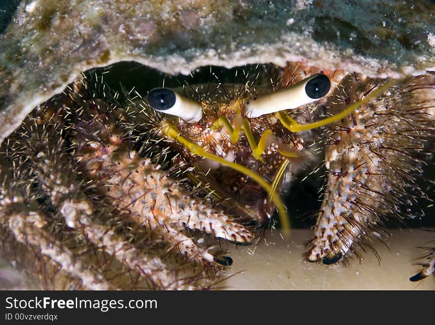 Reef hermit crab (dardanus lagopodes)
 taken in Middle Garden.