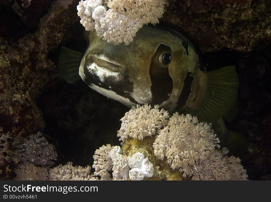 Black-blotched porcupinefish (diodon liturosus) taken in Middle Garden.