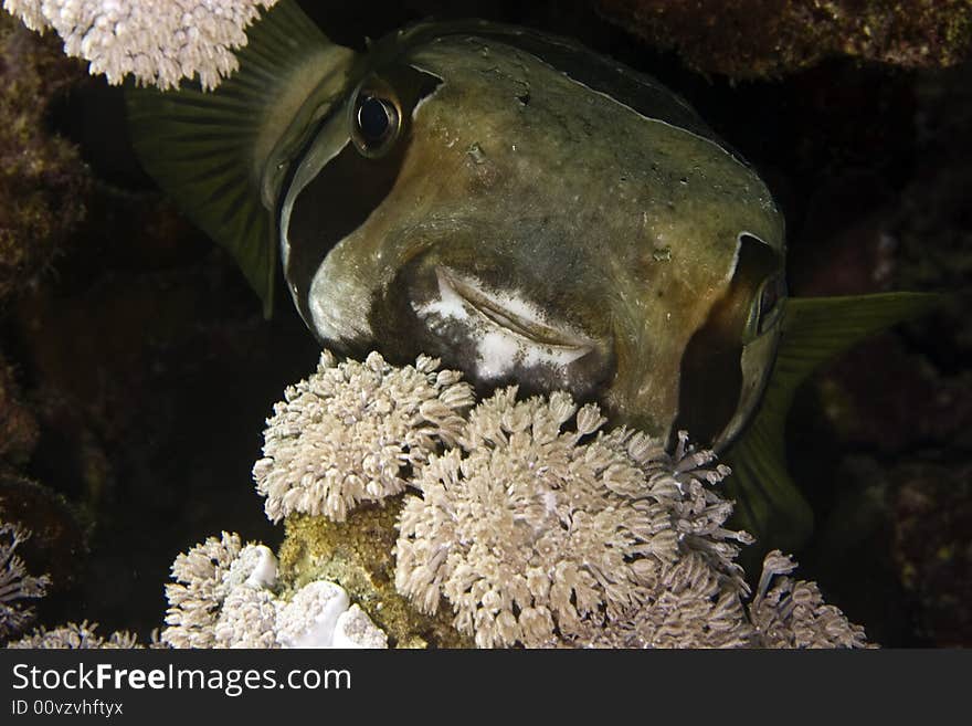 Black-blotched Porcupinefish (diodon Liturosus)