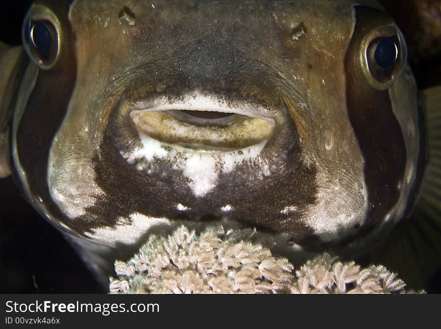 Black-blotched porcupinefish (diodon liturosus) taken in Middle Garden.