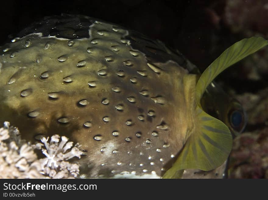 Black-blotched porcupinefish (diodon liturosus)