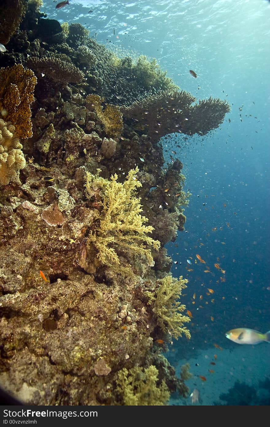 Coral and fish taken in Middle Garden.