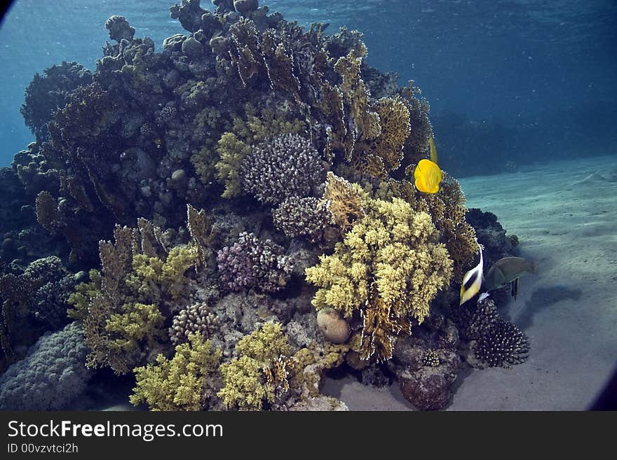 Masked Butterfly Fish (Chaetodon semilarvatus)