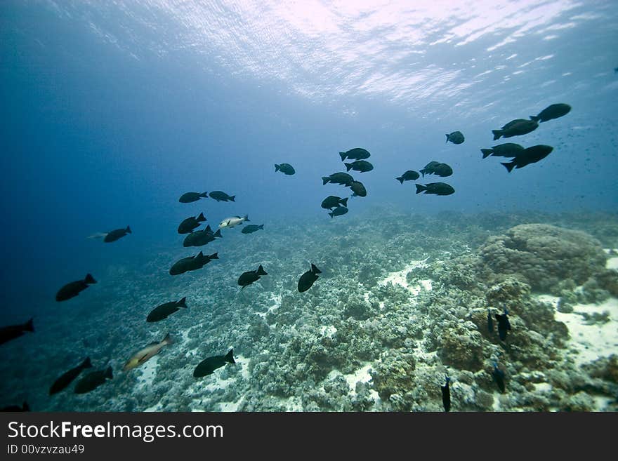 Black And White Snapper (Macolor Niger)