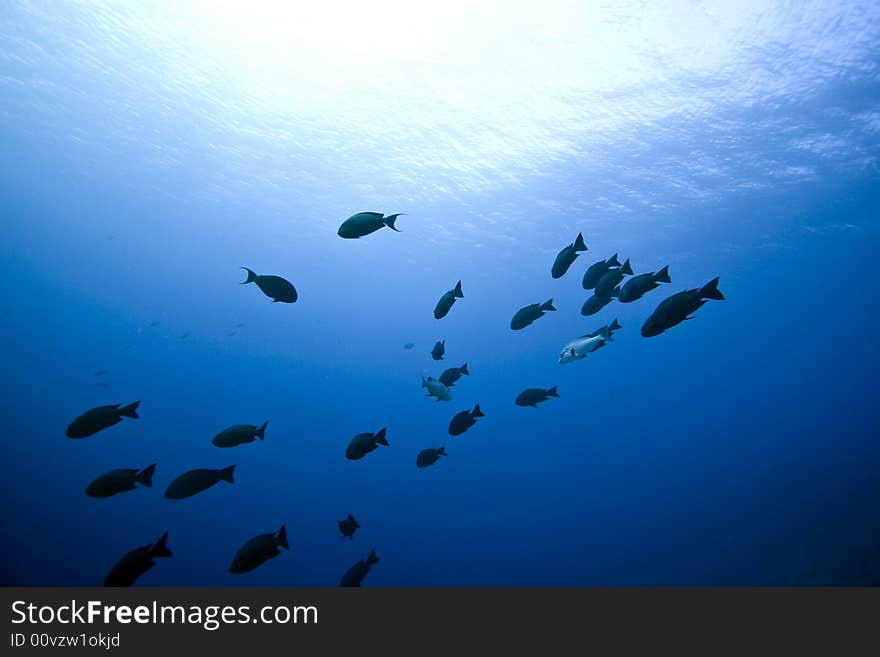 Black and white snapper (Macolor niger)