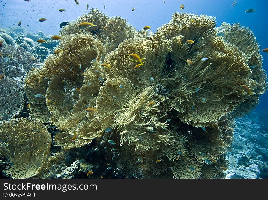 Seafan, Coral and fish