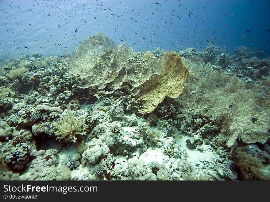 Seafan, Coral and fish taken in Middle Garden.