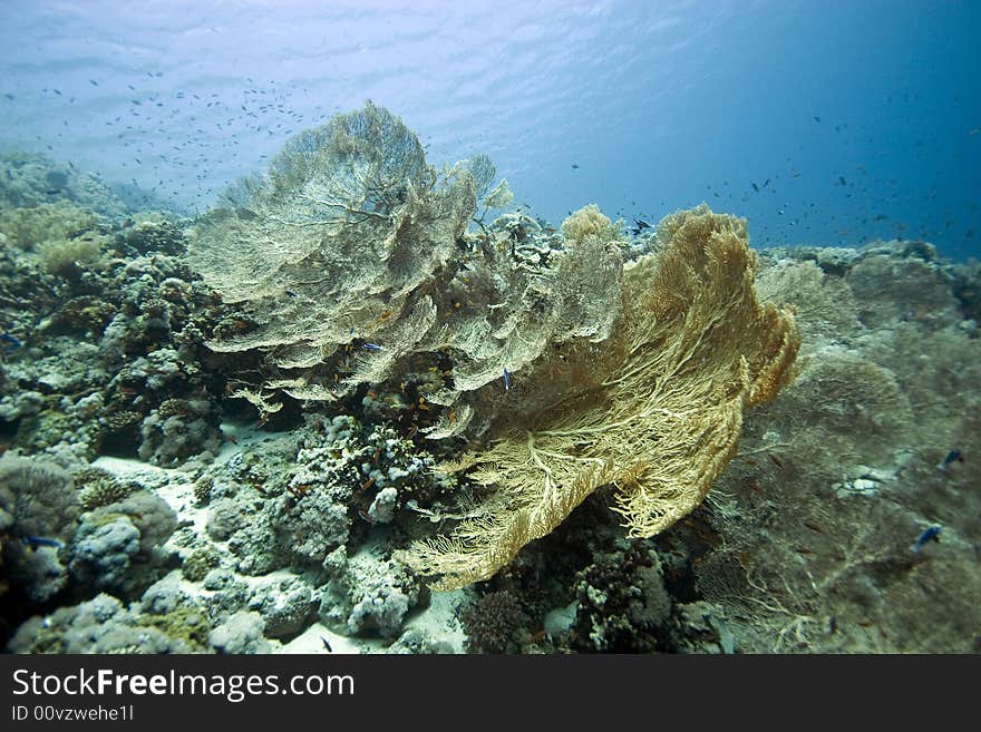 Seafan, Coral and fish