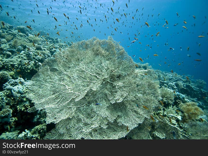 Seafan, Coral And Fish