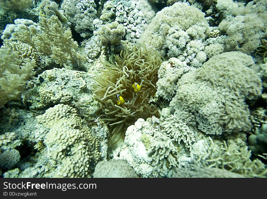 Coral and fish taken in Middle Garden.