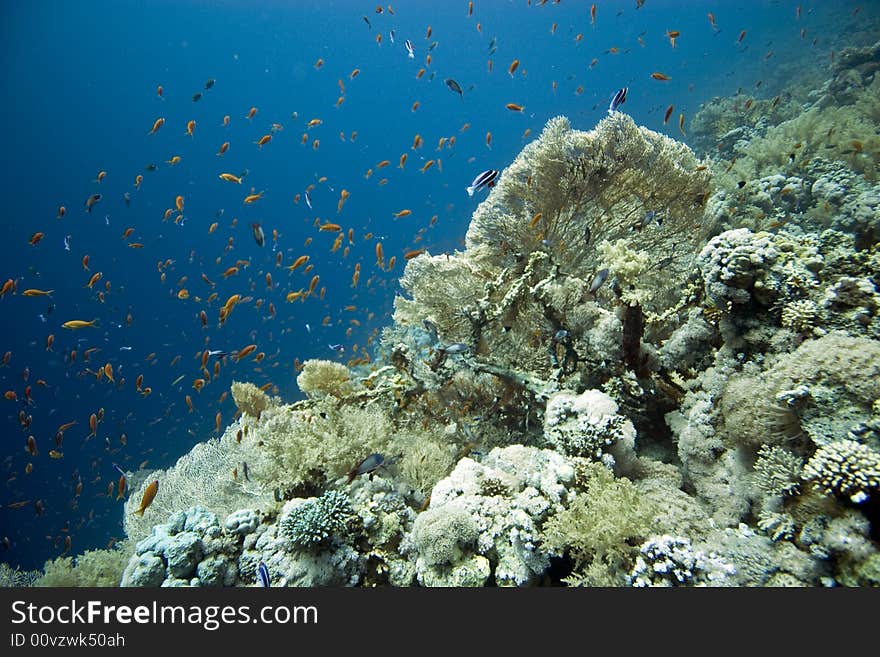 Seafan, Coral and fish