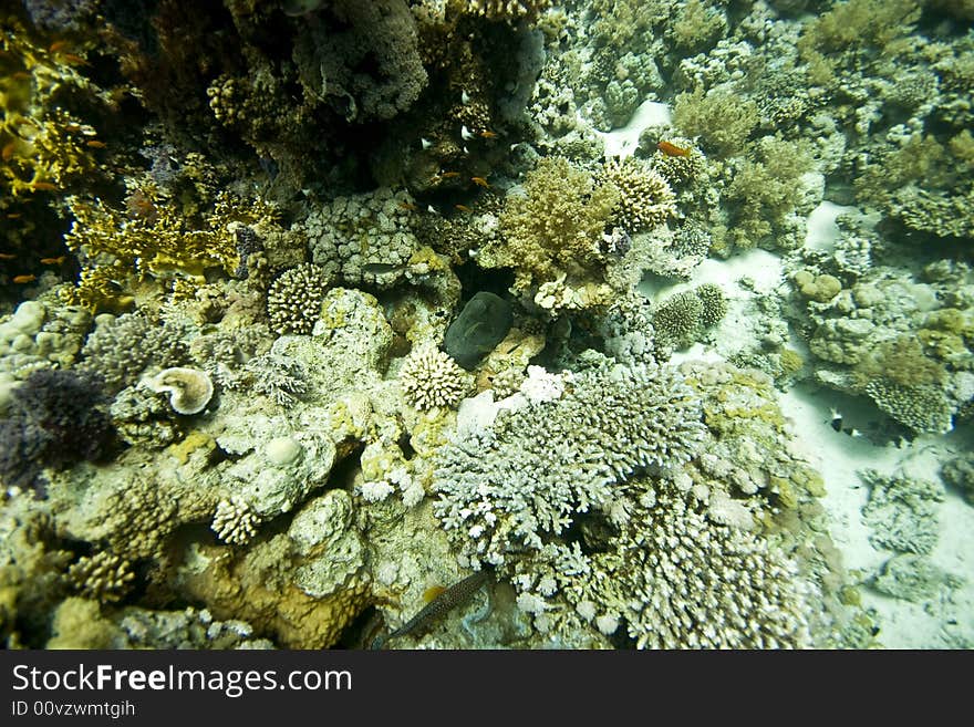 Coral and fish taken in Middle Garden.