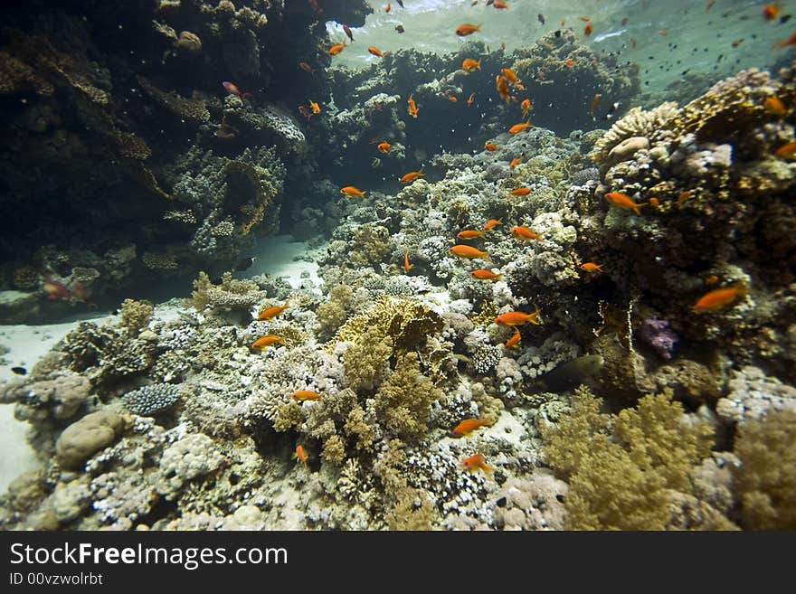 Coral and fish