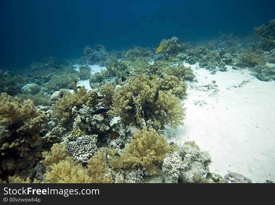 Coral And Fish