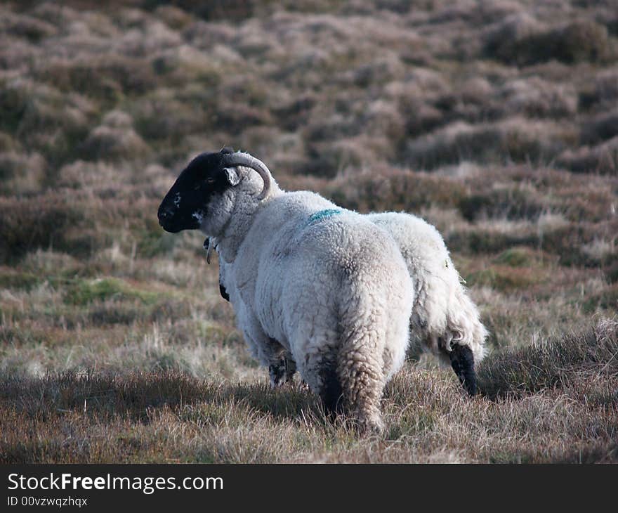 Sheep in a field