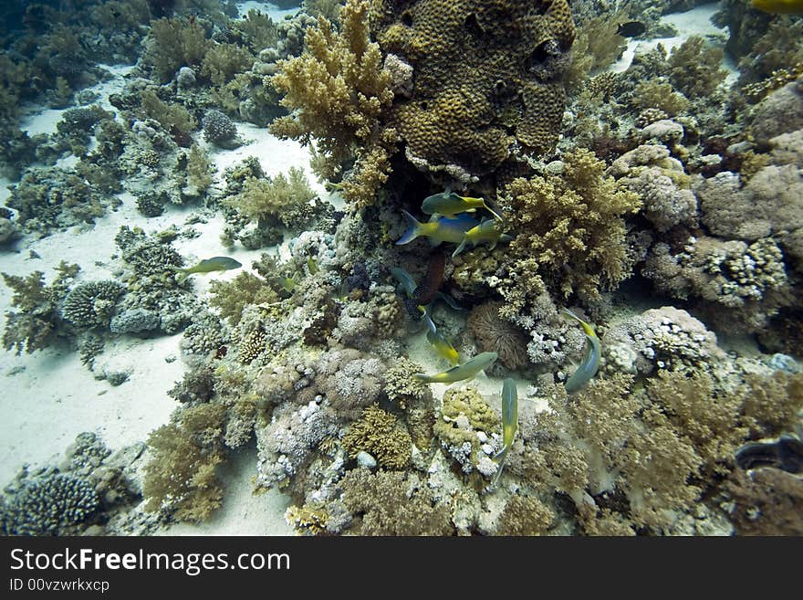 Coral and fish taken in Middle Garden.