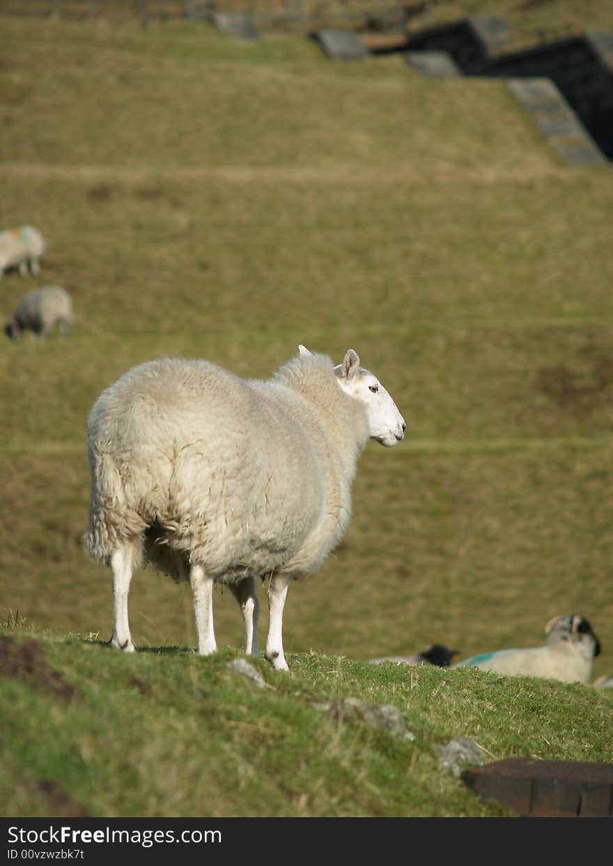 Sheep in a field