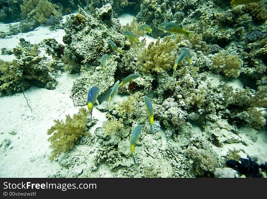 Coral and fish taken in Middle Garden.