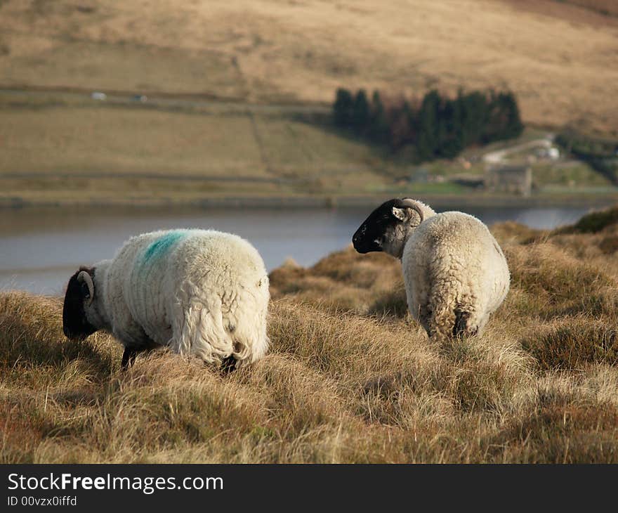 Sheep In A Field