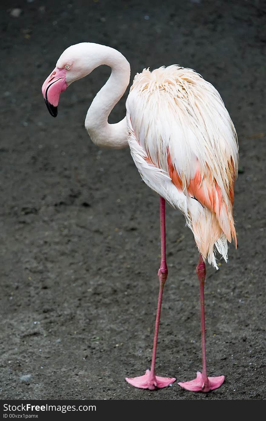 Flamingo at the park