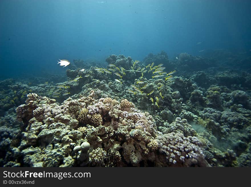 Coral And Fish