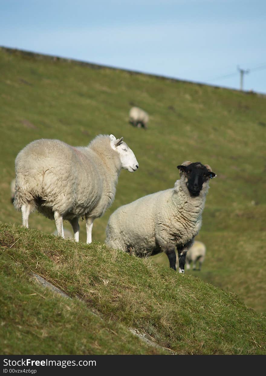 Sheep In A Field