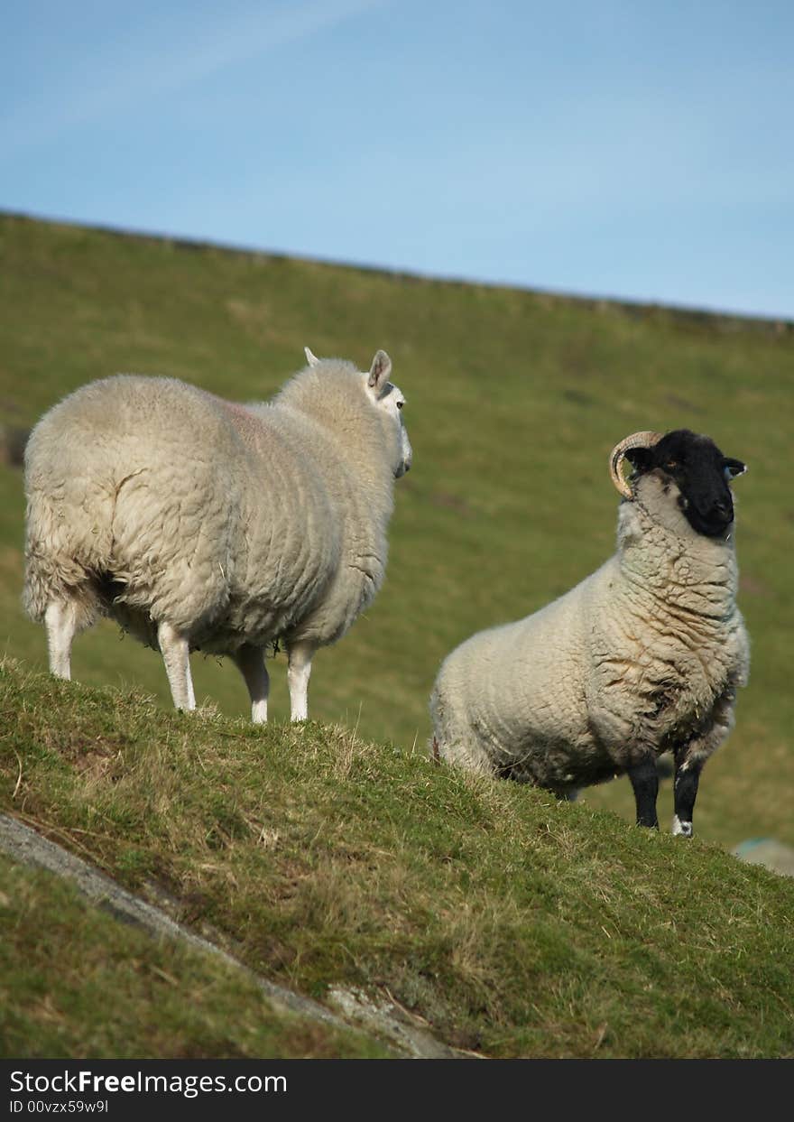 Sheep in a field