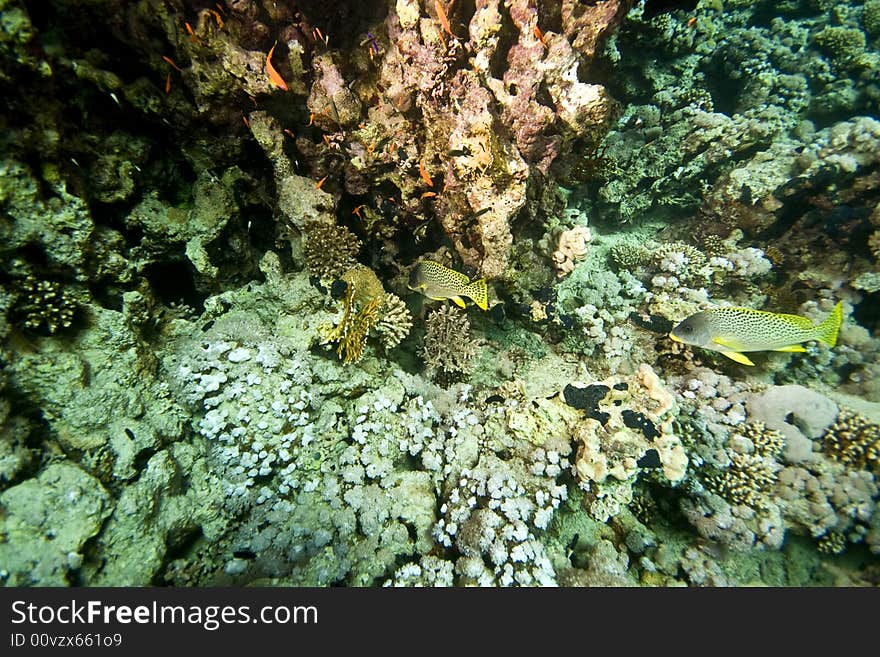 Blackspotted sweetlip (plectorhinchus flavomaculat