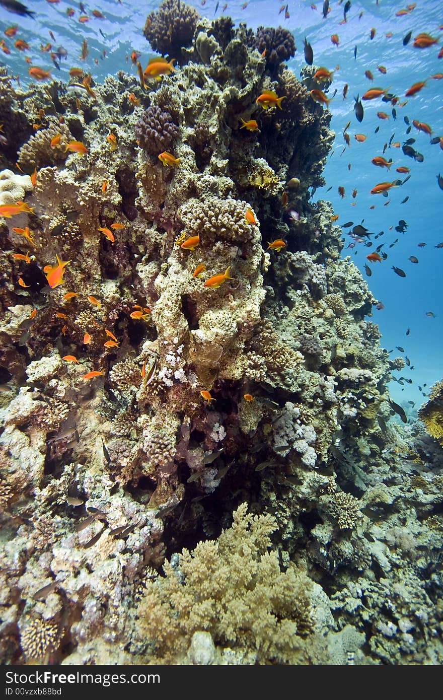 Coral and fish taken in Middle Garden.