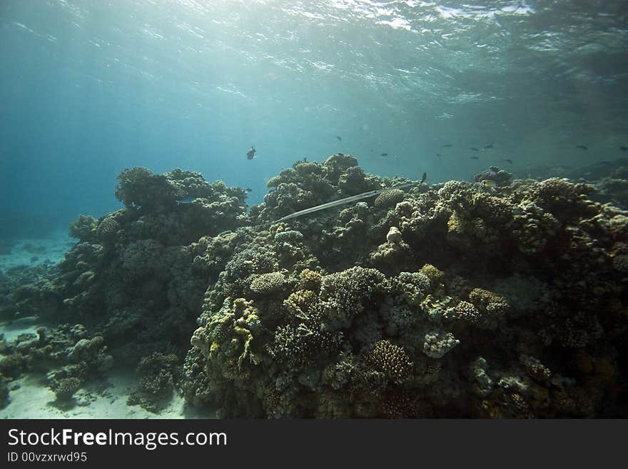 Coral And Fish