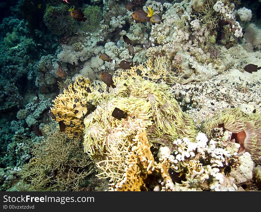 Red sea anemonefish (Amphipiron bicinctus)