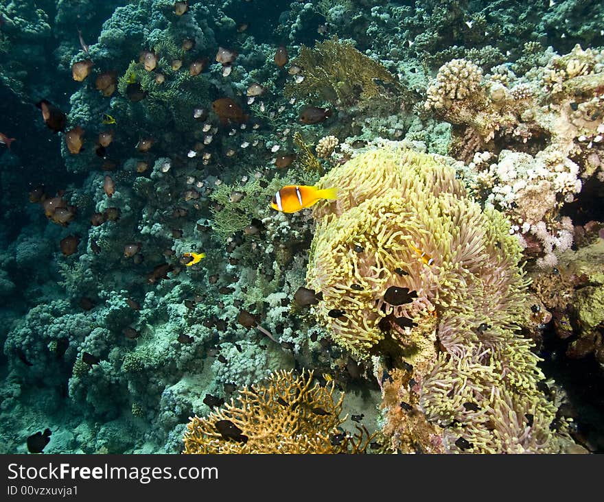 Red sea anemonefish (Amphipiron bicinctus) taken in Middle Garden.