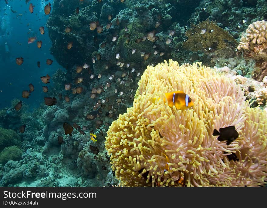 Red sea anemonefish (Amphipiron bicinctus) taken in Middle Garden.