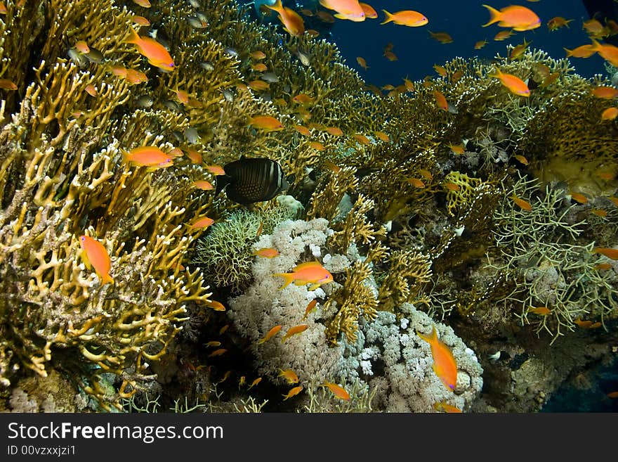 Coral and fish taken in Middle Garden.