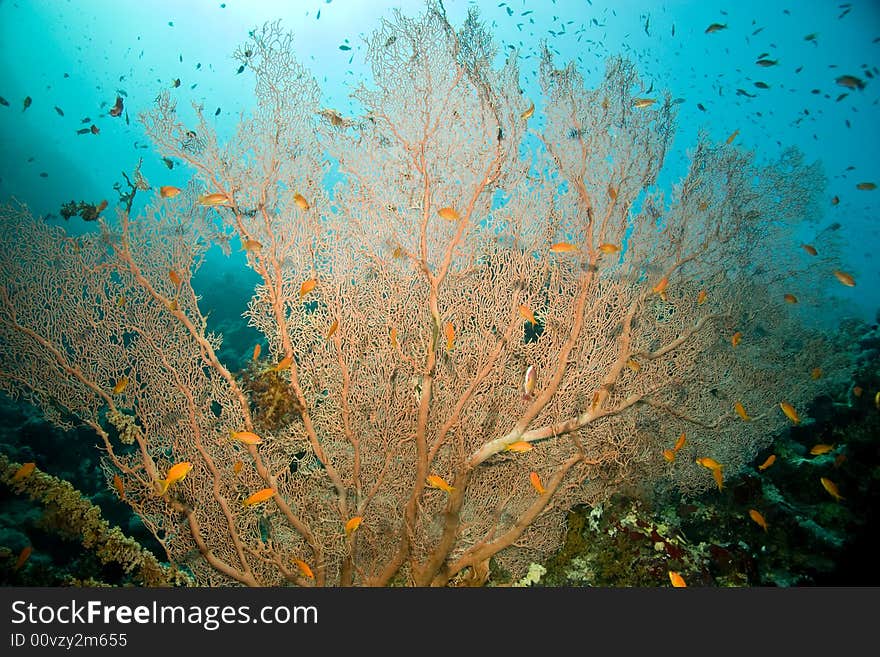 Seafan and fish taken in Middle Garden.