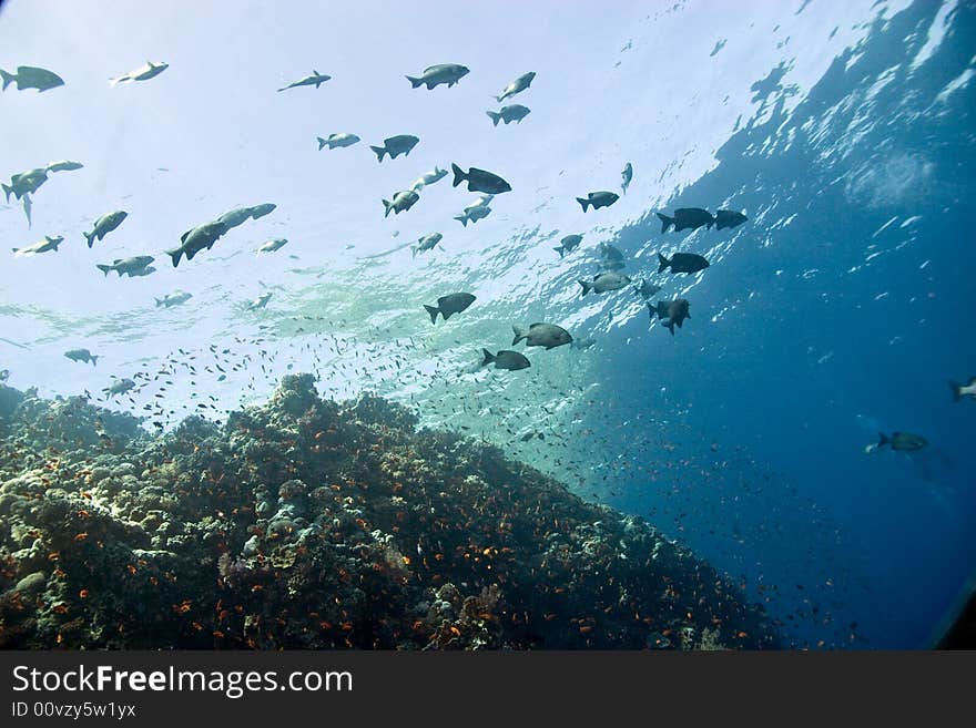 Coral And Fish