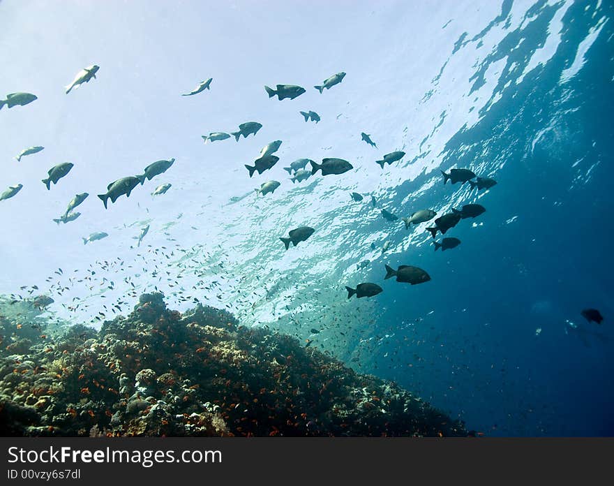 Black and white snapper (Macolor niger)