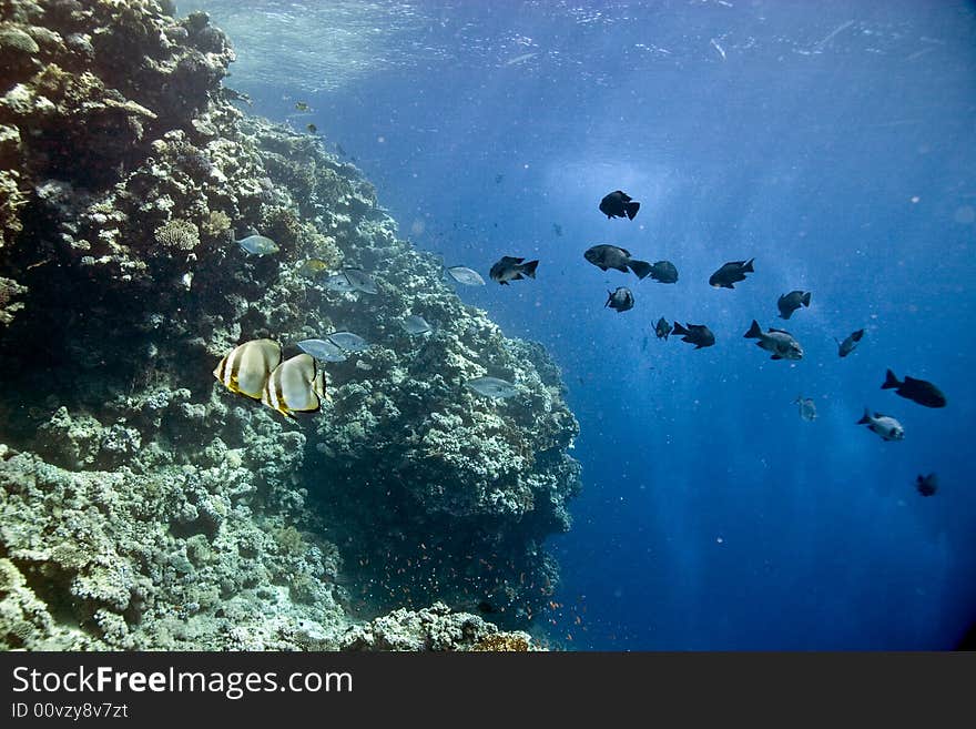 Black and white snapper (Macolor niger) taken in Middle Garden.