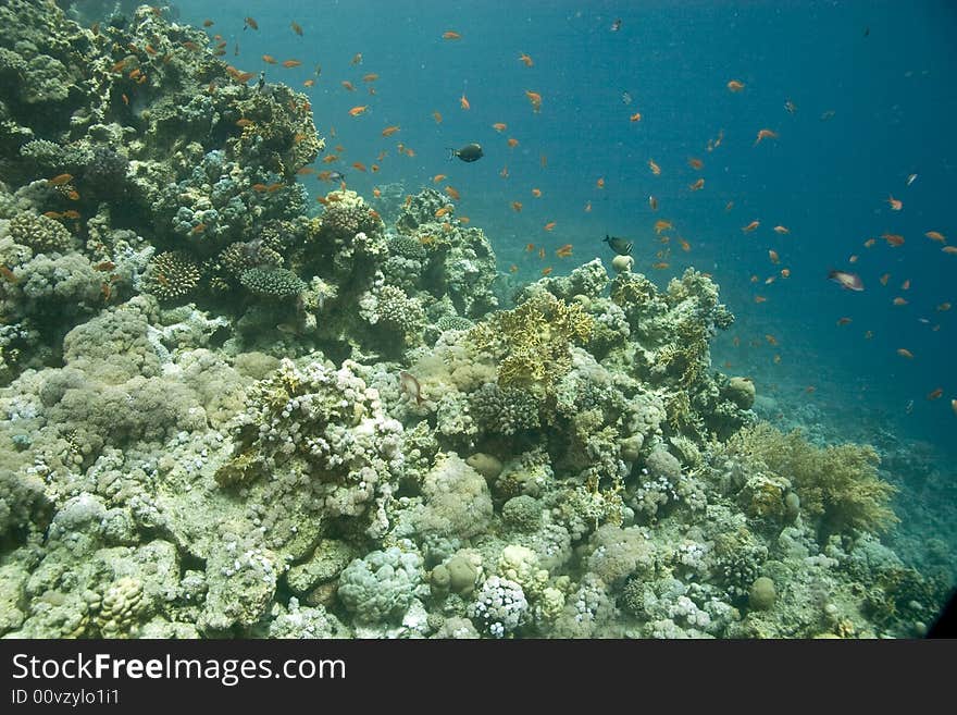 Coral and fish taken in Middle Garden.