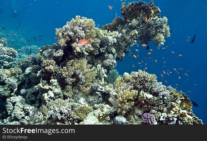 Coral and fish taken in Middle Garden.