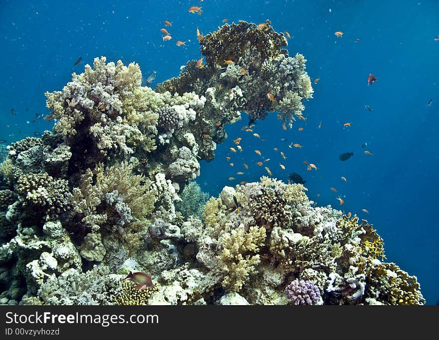 Coral and fish taken in Middle Garden.